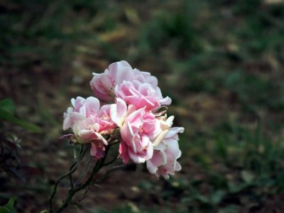 DSCN9703-reduzidas.JPG