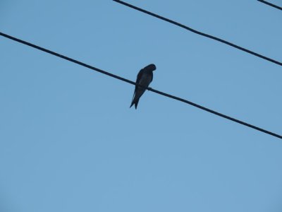 DSCN9194.JPG
