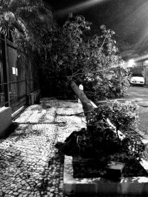 rvore Cada na Ribeiro Guimares - 31/12/2014