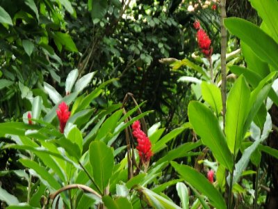 DSCN9525 - red.JPG