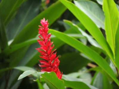 DSCN9528 - red.JPG