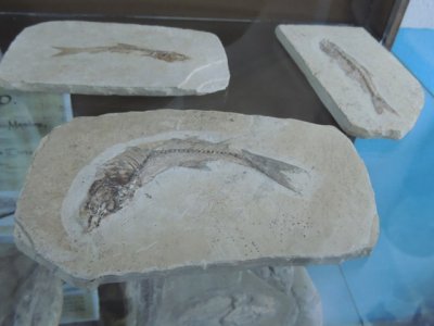DSCN1213.JPG