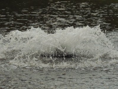 DSCN0818.JPG