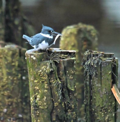 Tidal Falls Kingfishers