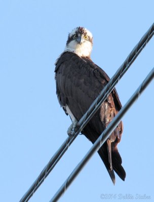 Watching The Nest