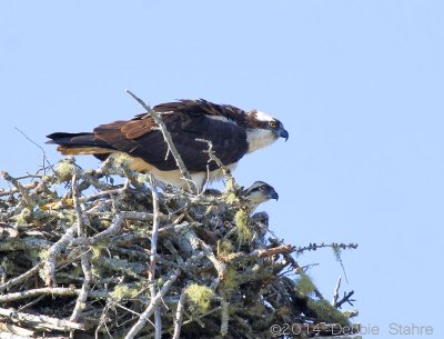 Mom and Chicks