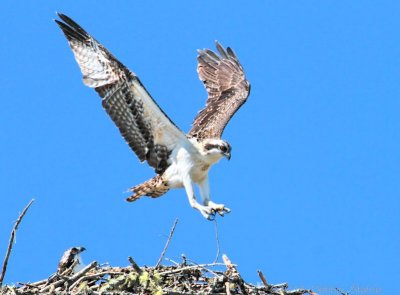 Fledging Day