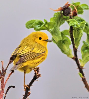 Yellow Warbler