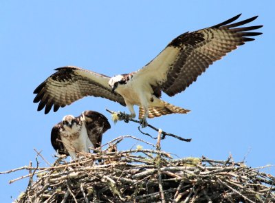 Dad Osprey Bringing Stick To Nest