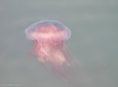 Lion's Mane Jellyfish