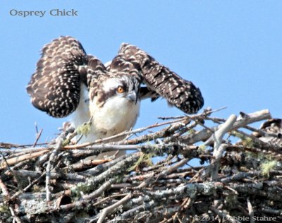 Osprey Looking Down Over the Nest