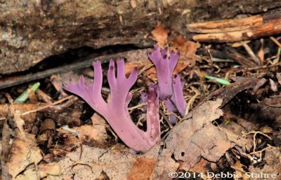 Mushroom in the Woods