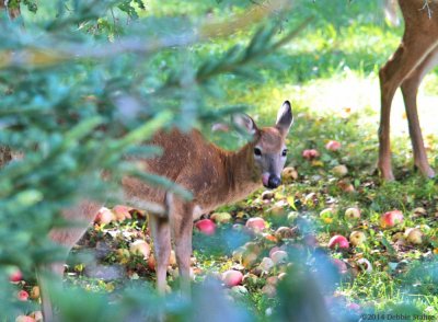 Deer Under the Apple Trees lll