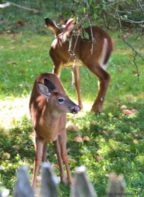 Deer Under the Apple Trees ll