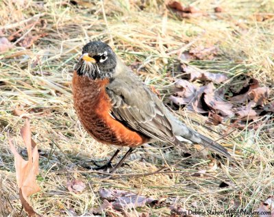 American Robin