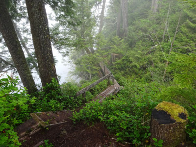 Early Morning Trail