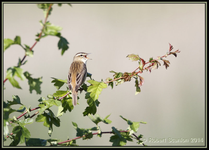 sedgewarbler1.jpg