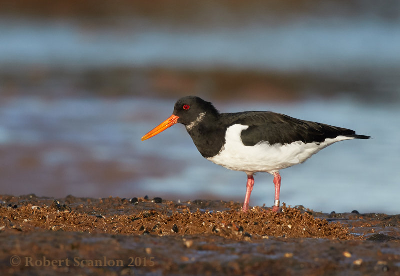 Eurasian Oystercatcher (Haematopus ostralegus)