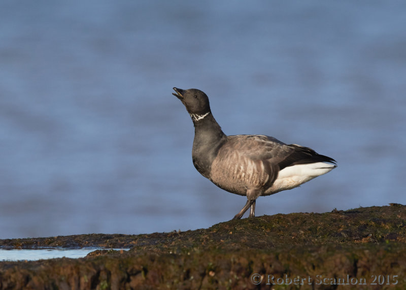Brent Goose / Brant Goose (Branta bernicla)