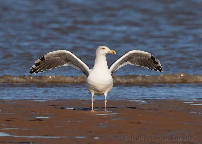 Great Black-backed Gull (Larus marinus)