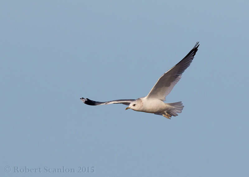 Common Gull / Mew Gull (Larus canus) 