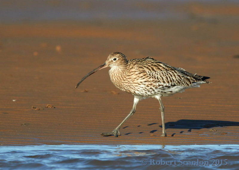 Eurasian Curlew (Numenius arquata)