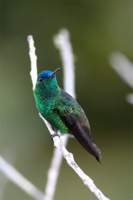 Indigo-capped-Hummingbird.jpg