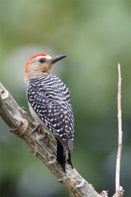 Red-crowned-Woodpecker.jpg