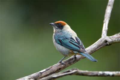 Scrub-Tanager.jpg