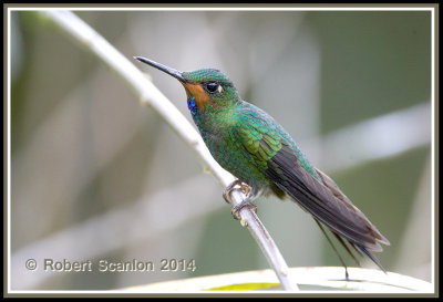 BIRDS OF COLOMBIA       /        AVES DE COLOMBIA