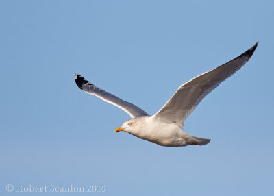 European Herring Gull (Larus argentatus)