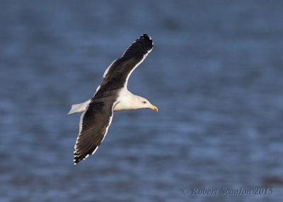 Great Black-backed Gull (Larus marinus)