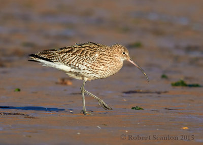 Eurasian Curlew (Numenius arquata)