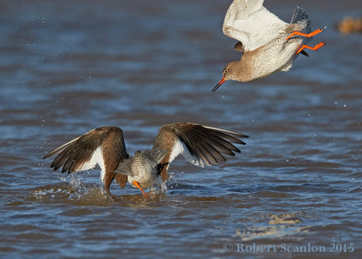 Common Redshank (Tringa totanus)