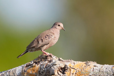 common-ground-dove.jpg