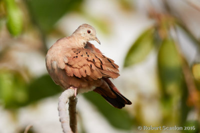 ruddy-ground-dove.jpg
