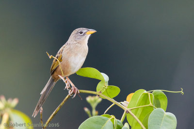 wedge-tailed-grassfinch-2.jpg