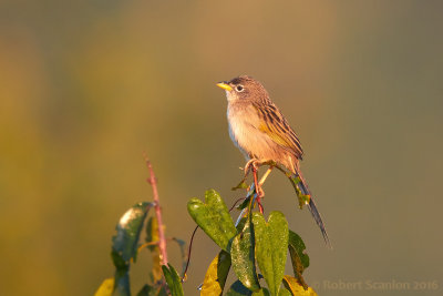 wedge-tailed-grassfinch.jpg