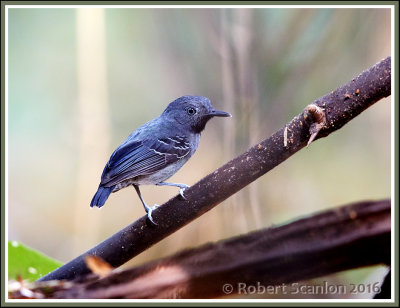 black-chinned-antbird-2.jpg