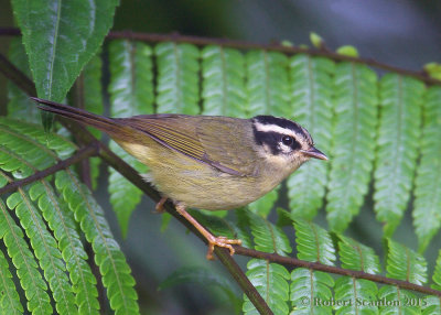 Three-striped-Warbler.jpg