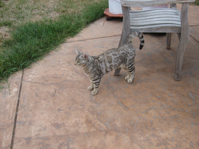 Local kitty1 (2).JPG