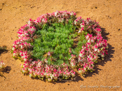 Wreath Flowers, Mullewa, Western Australia