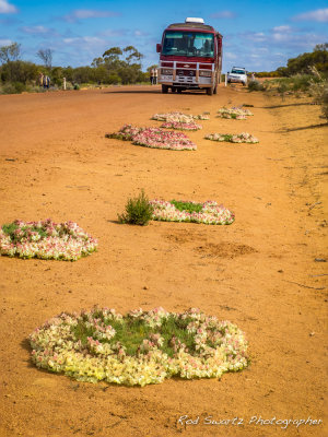 Wreath Flowers, Mullewa, Western Australia