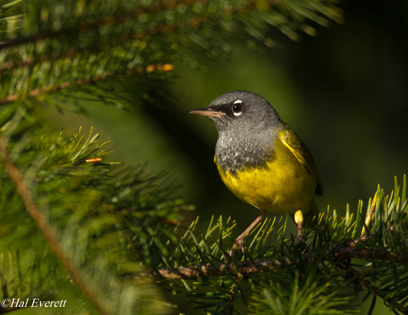 MacGillivrays Warbler