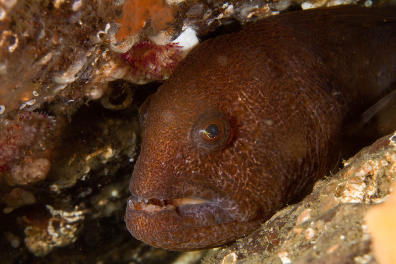 Juvenile Wolf Eel