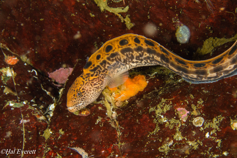 Juvenile Wolf Eel