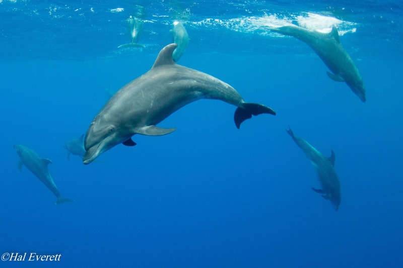 Pacific Bottlenose Dolphins