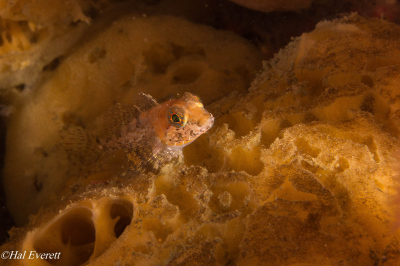 Sculpin on Sulfur Sponge