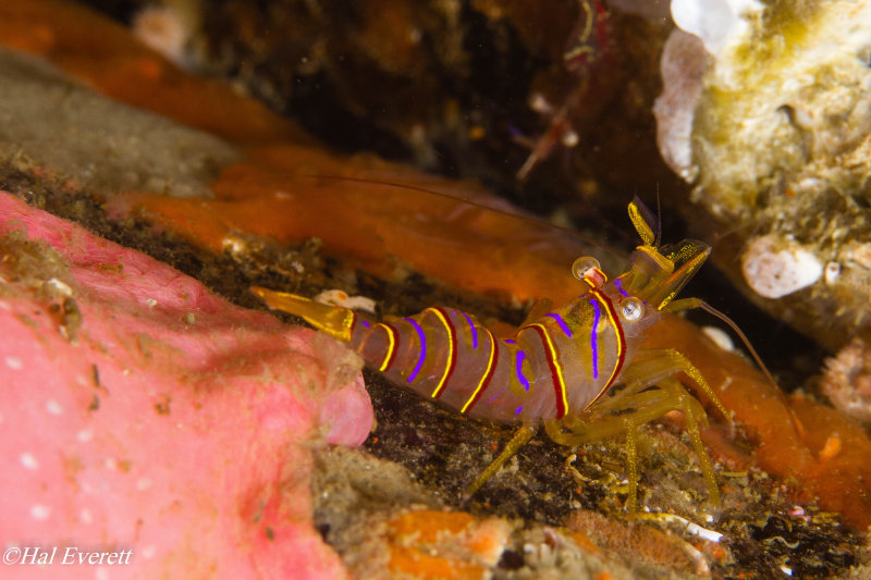 Candy Stripe Shrimp