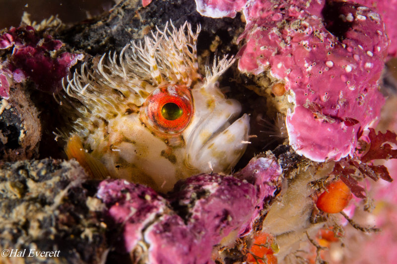 Mosshead Warbonnet